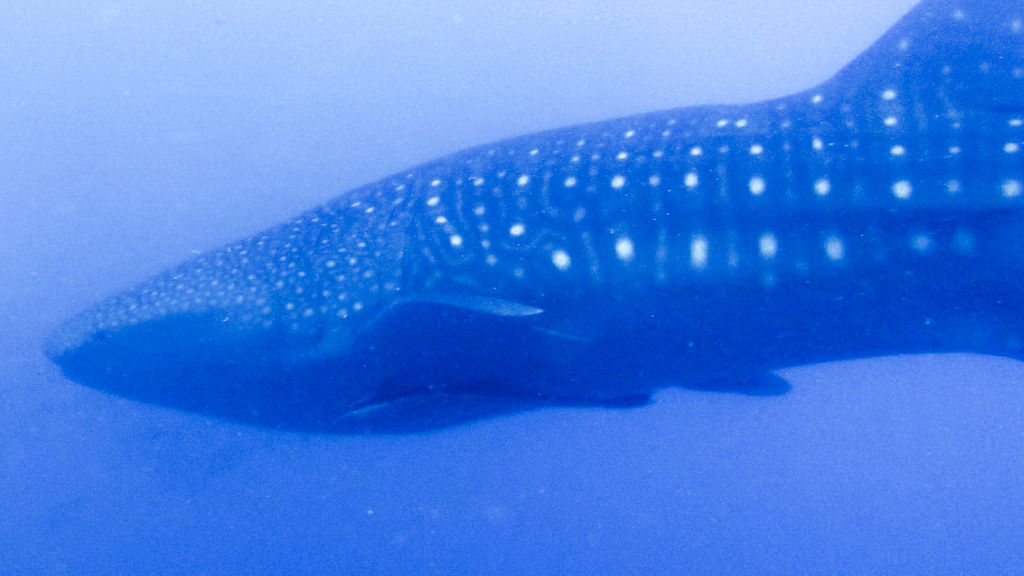 c7c6a141-9991-492e-88a5-b1ab74d6b058