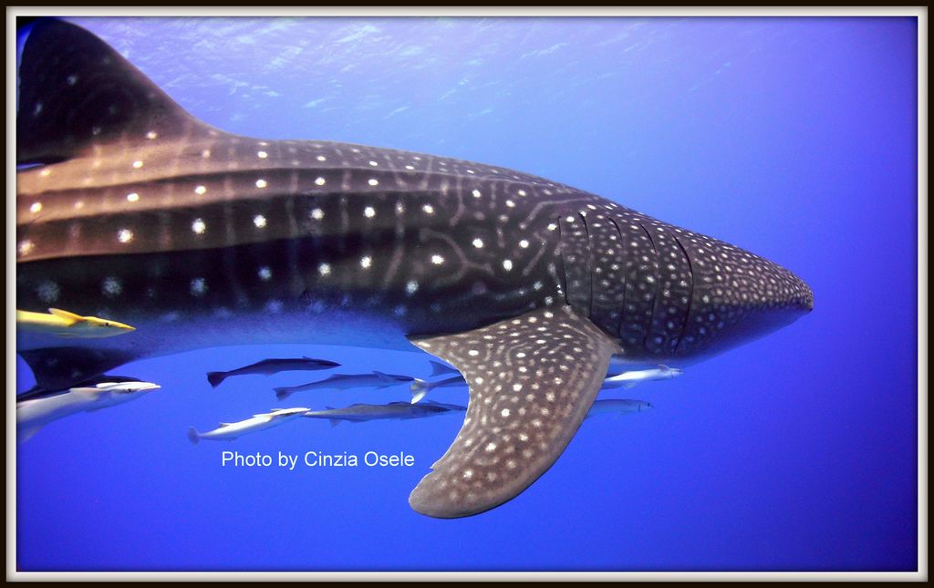 ed8e3f43-48f3-43e2-aba6-f1a39af2d394