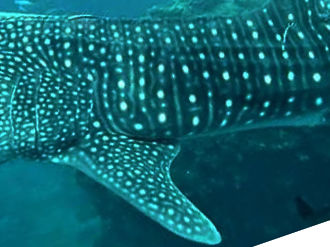 20ac501b-6a31-4ef9-af31-78f0e600d86b