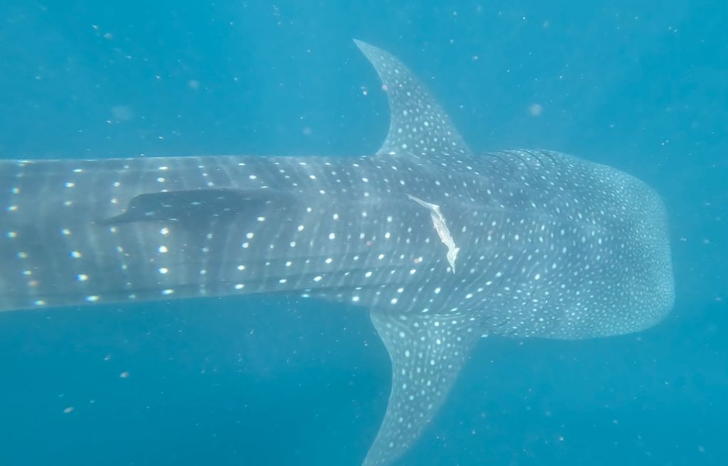 2da45624-440d-40ec-bb4e-598a787d1218