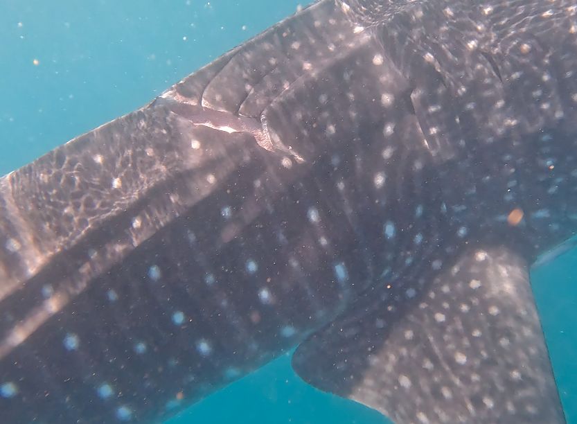 2da45624-440d-40ec-bb4e-598a787d1218