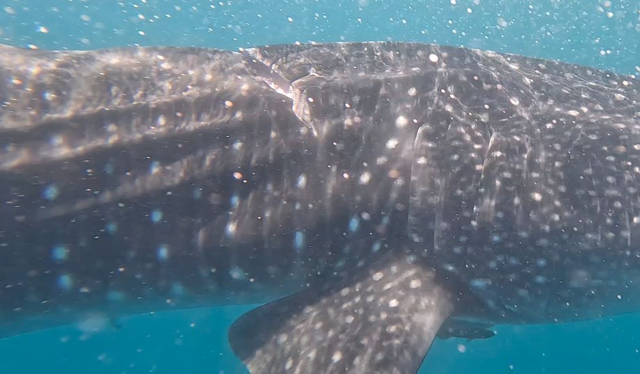 2da45624-440d-40ec-bb4e-598a787d1218