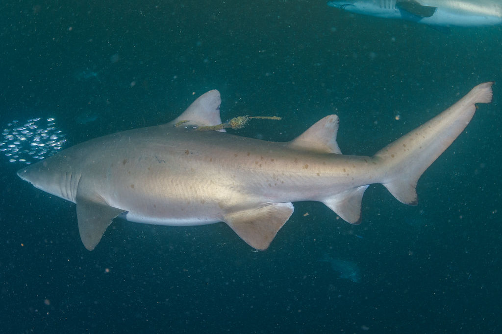 2242ad9b-5f33-432c-898c-14f58480927f