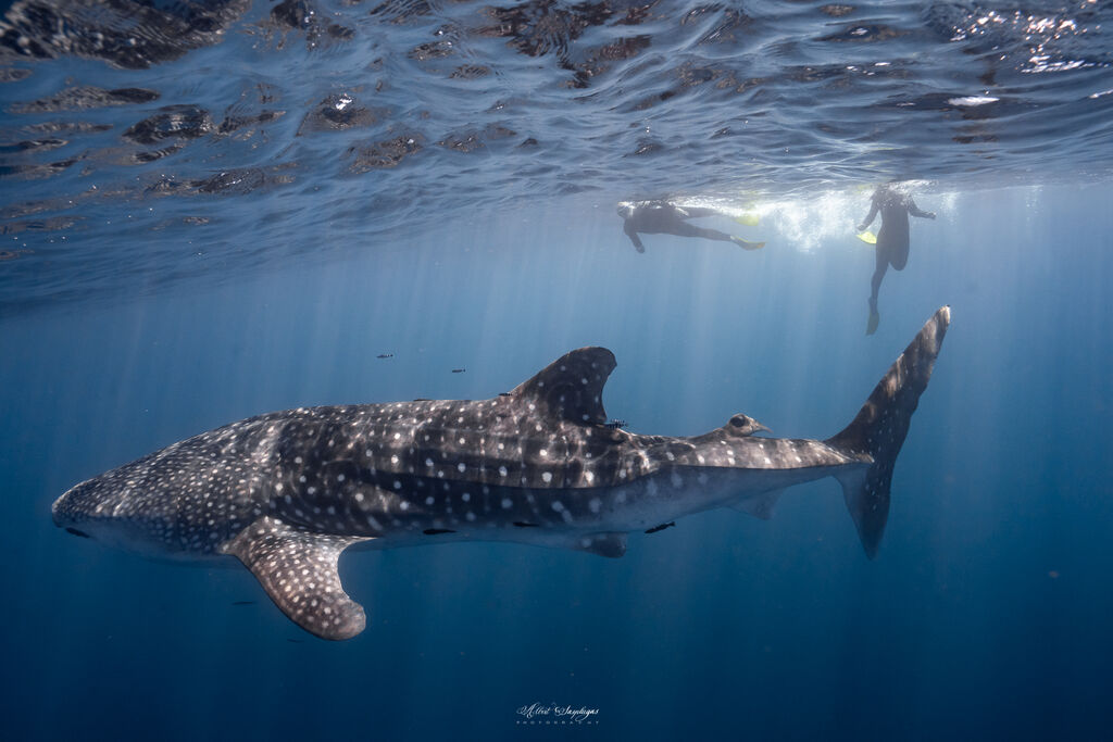 7a95e475-04c8-4448-bd32-9f3561168260