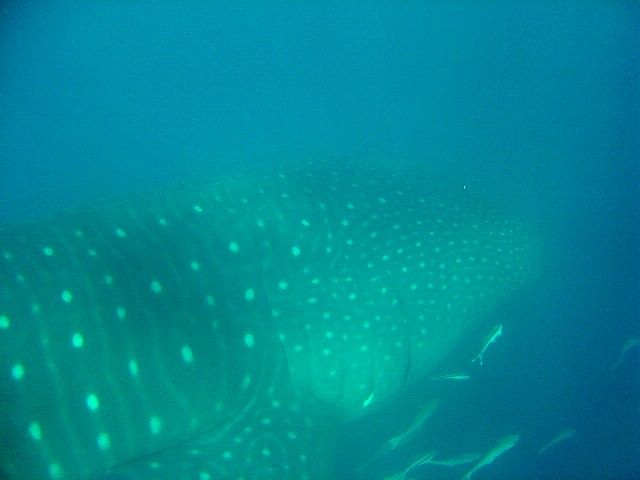 f7a9a8c9-c884-4352-b07a-1b0c4e98a087