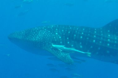 fadedf4b-8c3b-4284-bb8b-239621a43b3e