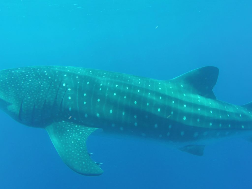 0210a40d-1271-4238-b1a4-da7631f42358