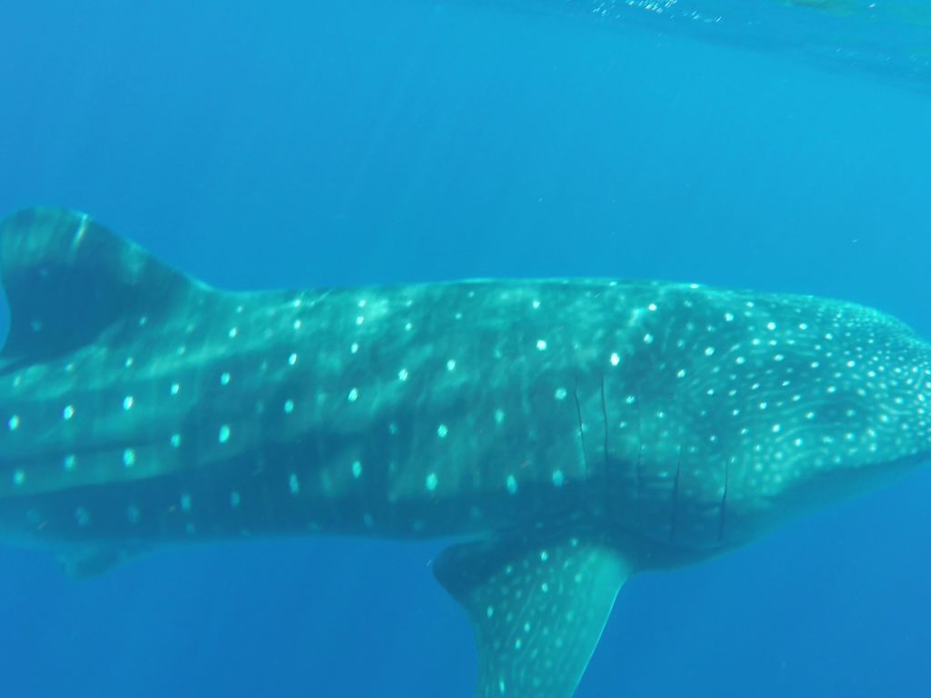 0210a40d-1271-4238-b1a4-da7631f42358