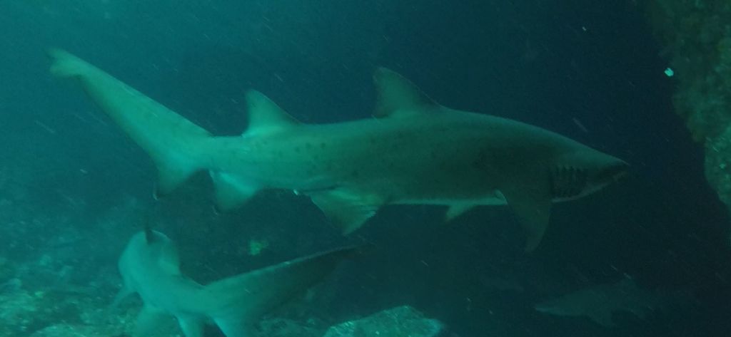 0c1cec58-42c0-4473-a46e-f40a3a9368b4