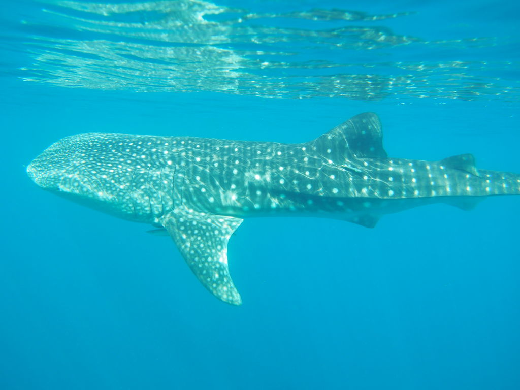 572bde17-eecc-4822-9594-b314f6a8f984