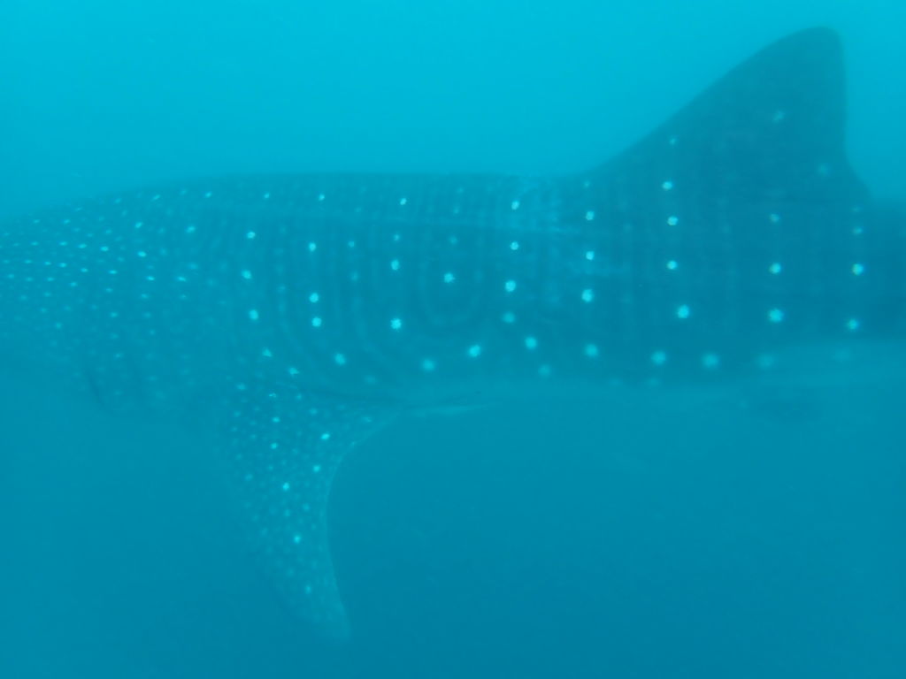 61db70eb-8ab4-4fe3-b012-908501f483d7