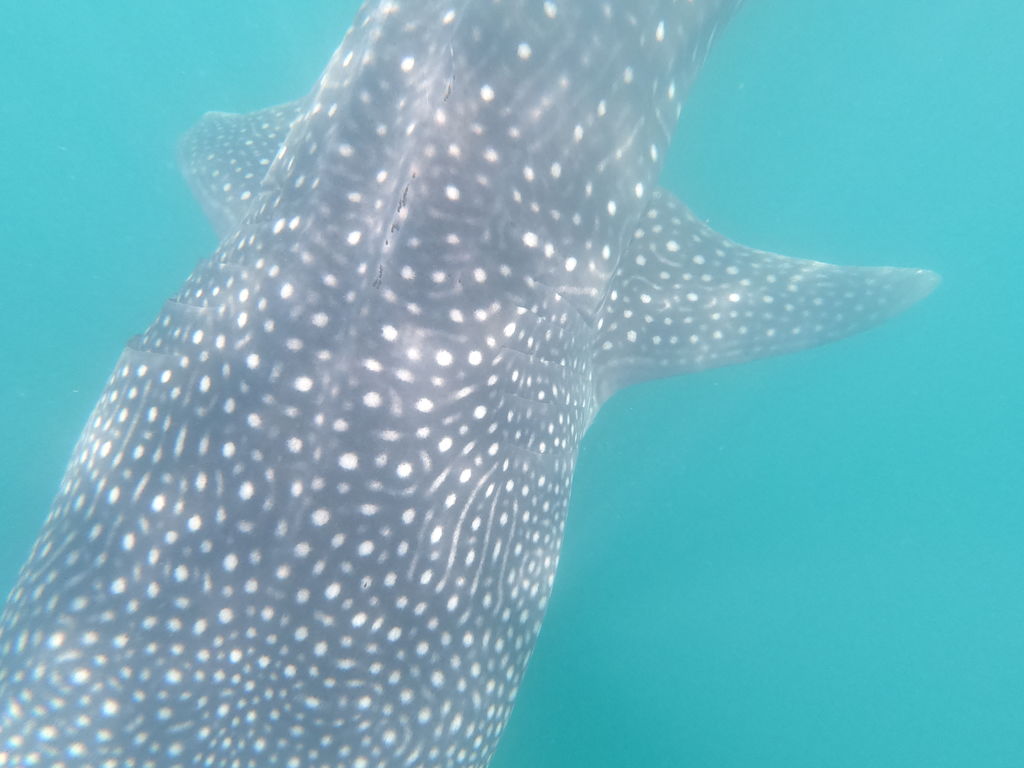 ad45ace8-0433-4c46-a2ba-78d0fde74623