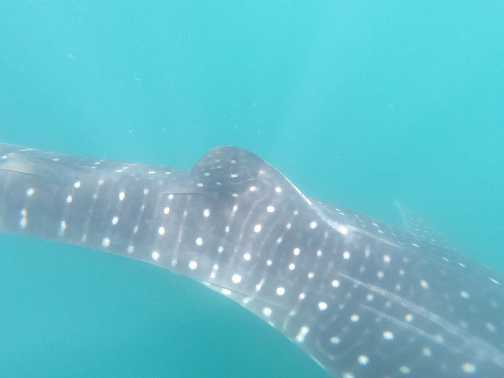 ad45ace8-0433-4c46-a2ba-78d0fde74623