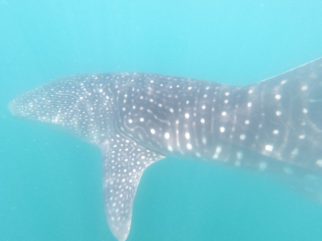 ad45ace8-0433-4c46-a2ba-78d0fde74623