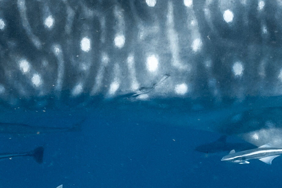 A-737