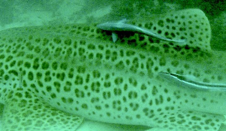 0f8a0ae7-9781-4e02-b282-af71ee46c232