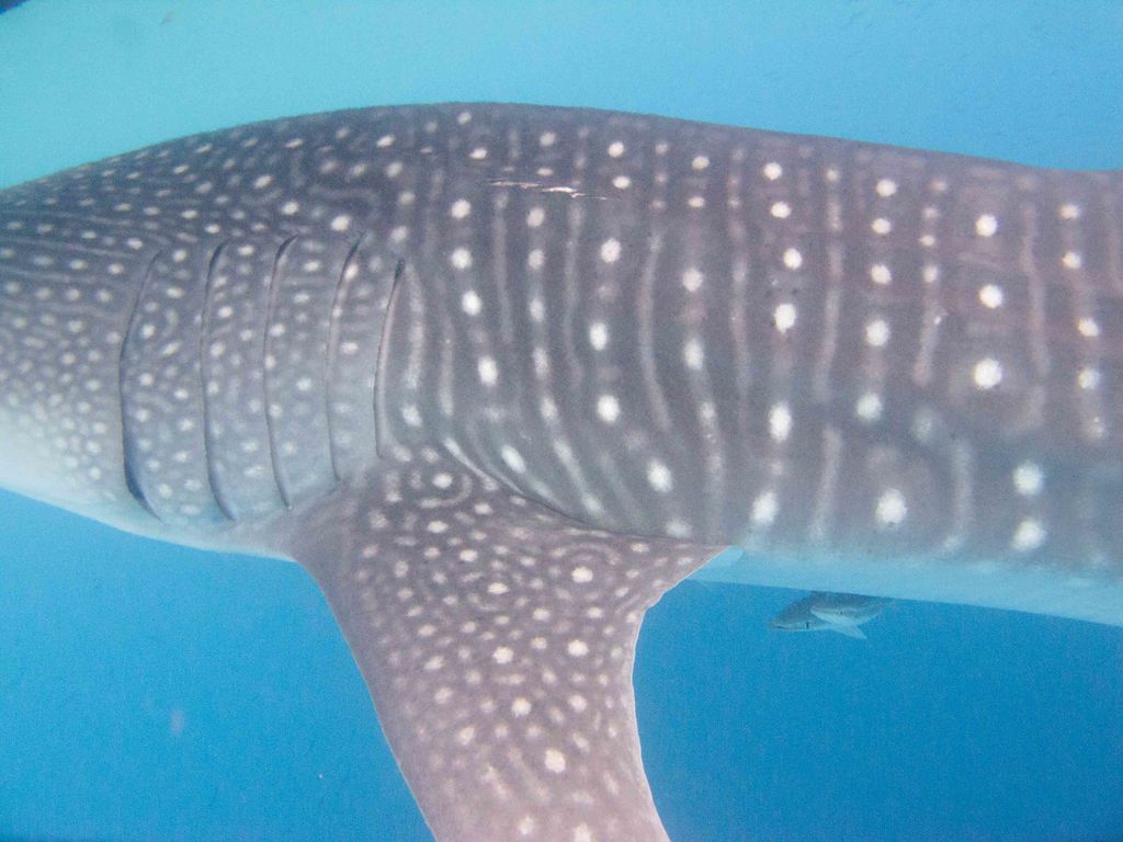 baa83b36-c5ee-4ed4-965b-c60433d29ef5