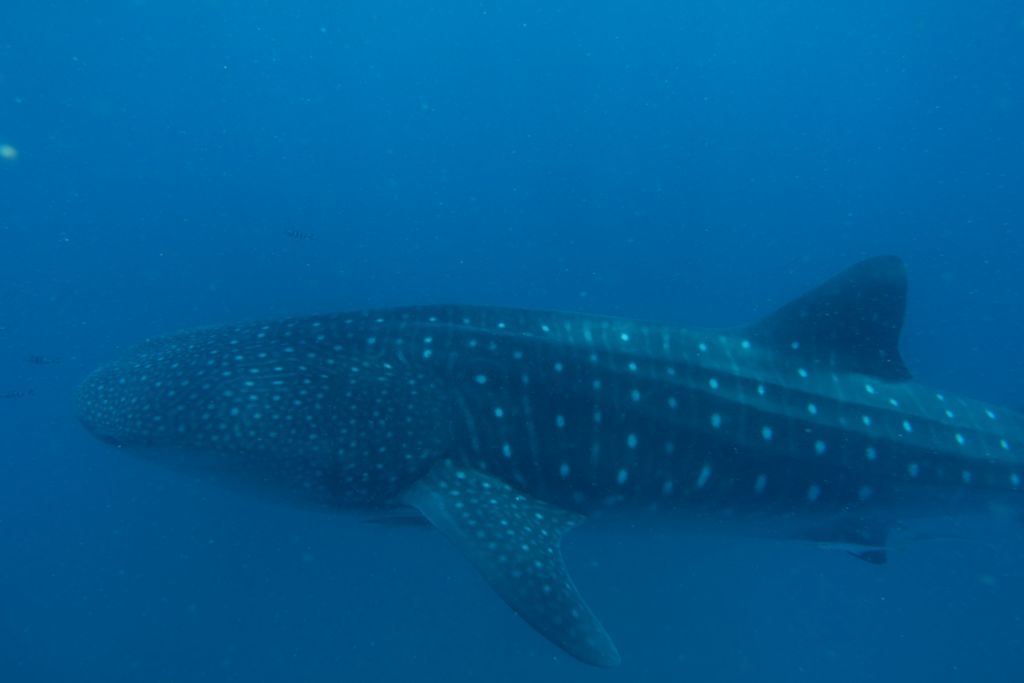 25db5ce0-6c5e-4140-9d17-95afaf256b42