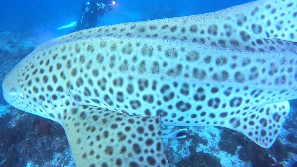 00c40953-f563-451c-8399-b78803129414