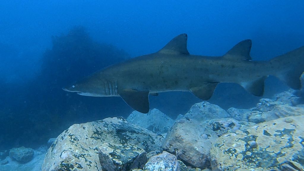 37b99cd5-feae-4bba-844b-584765ff8285