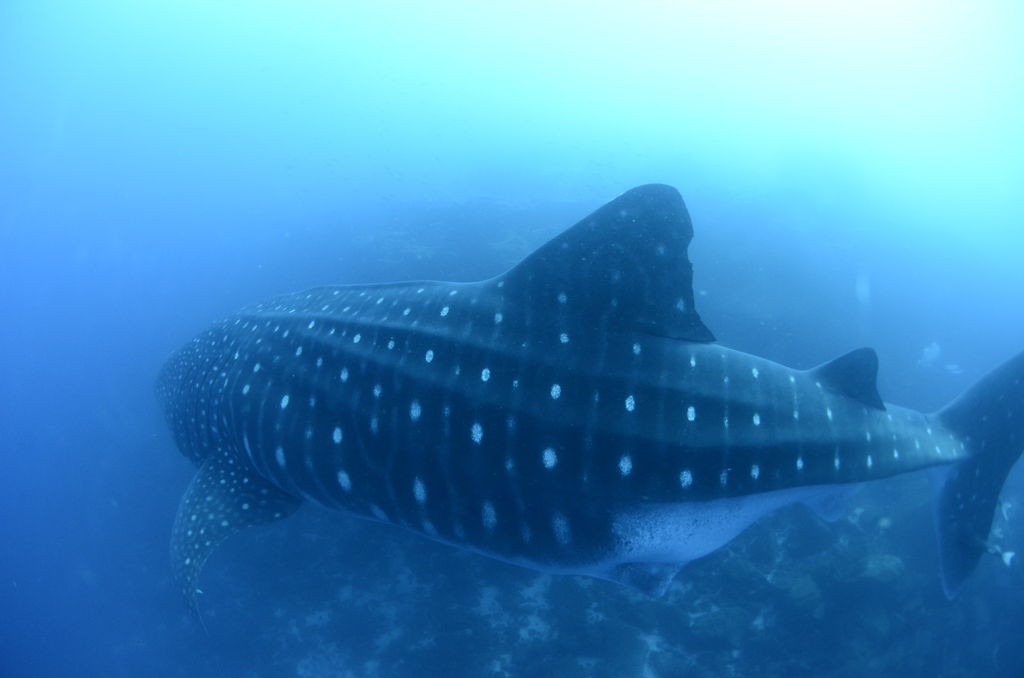 a797a343-3747-4403-aa6e-2a5dc9f806ec