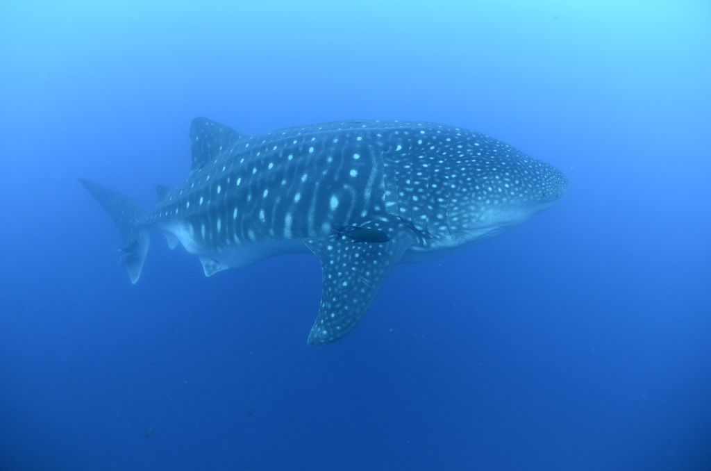 a797a343-3747-4403-aa6e-2a5dc9f806ec