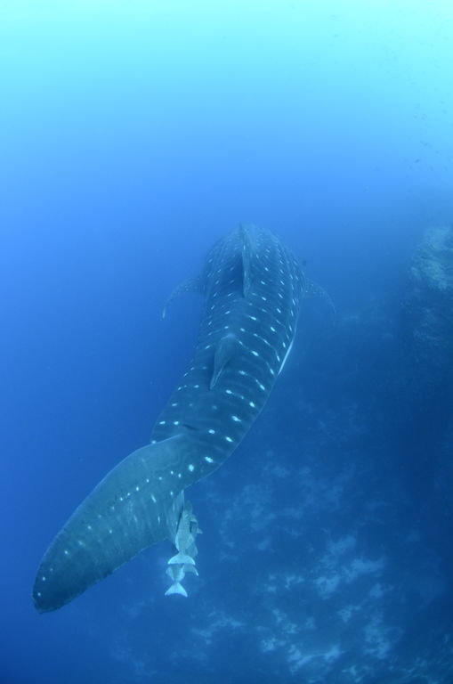 a797a343-3747-4403-aa6e-2a5dc9f806ec