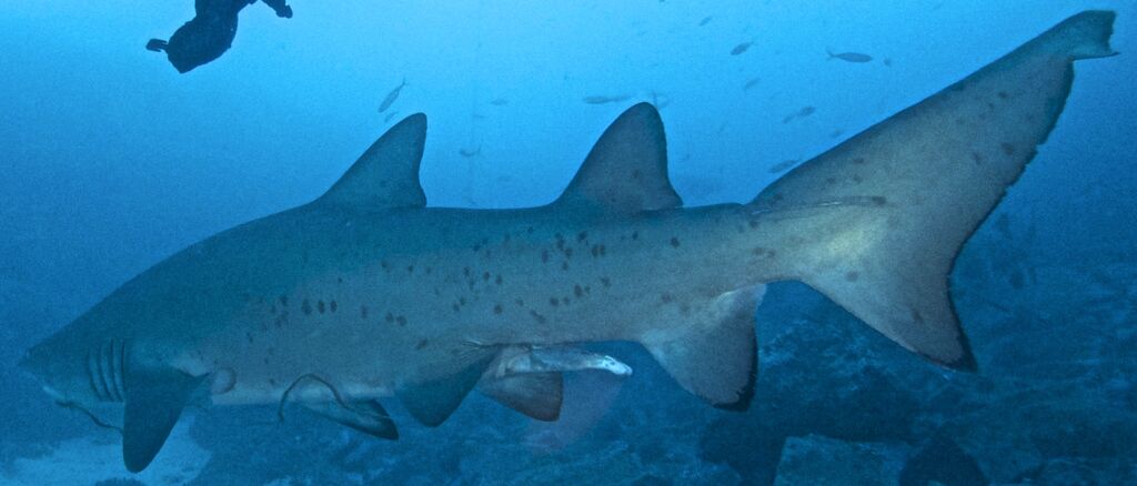 4d0e1848-ef57-44e5-965e-c2abf9e982e2