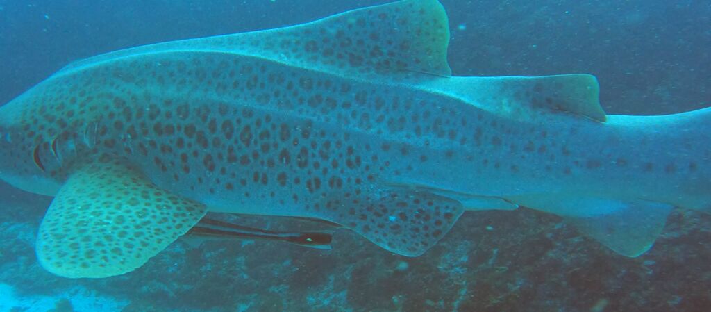 6f3f6863-d4fd-4066-acd1-c0df30963788