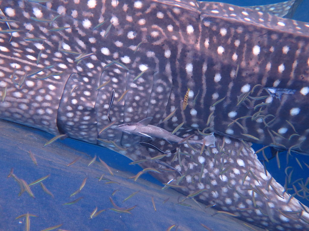 99d18be4-6a3c-4cf3-b7c9-be9d9000a795