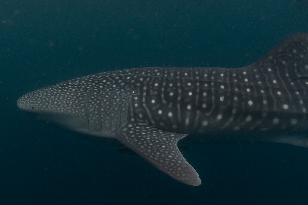 9fbc21bd-c4da-468d-a084-7fbb1e16931e