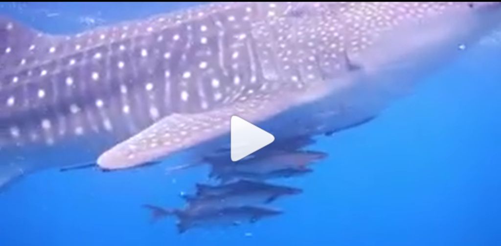 d73e3d41-456c-4bc1-a103-8c0381cf889e