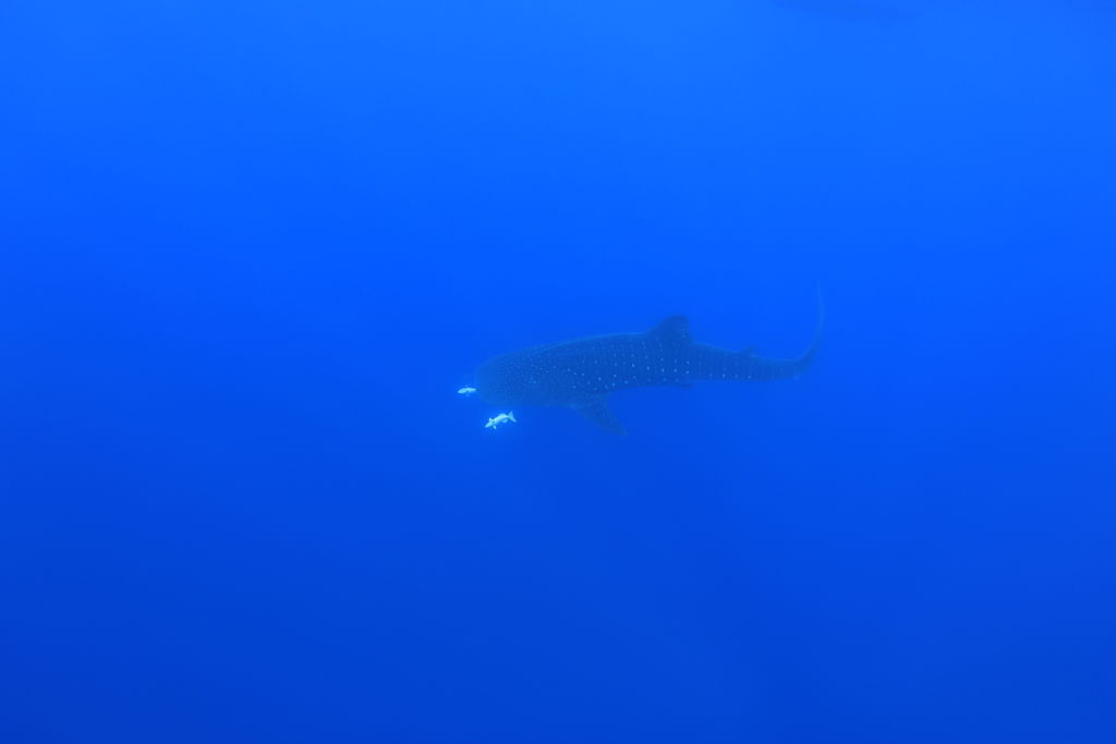 49da0d11-0e53-4134-8ffe-b3b37c1a6d10