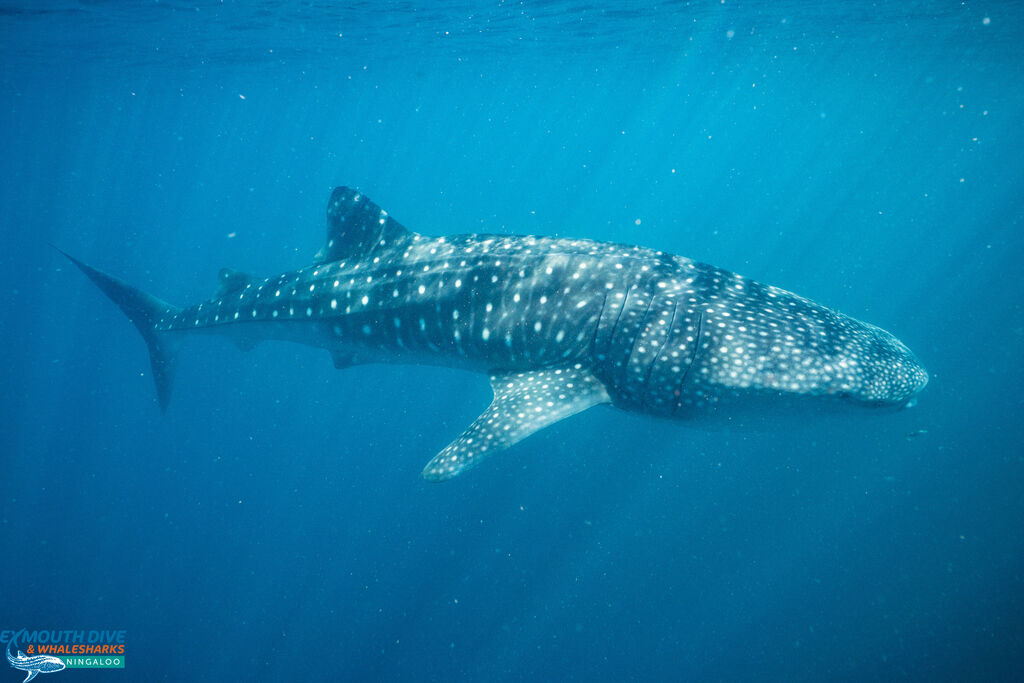 4ae899b3-082c-42c9-ac49-1ec4b6511afa