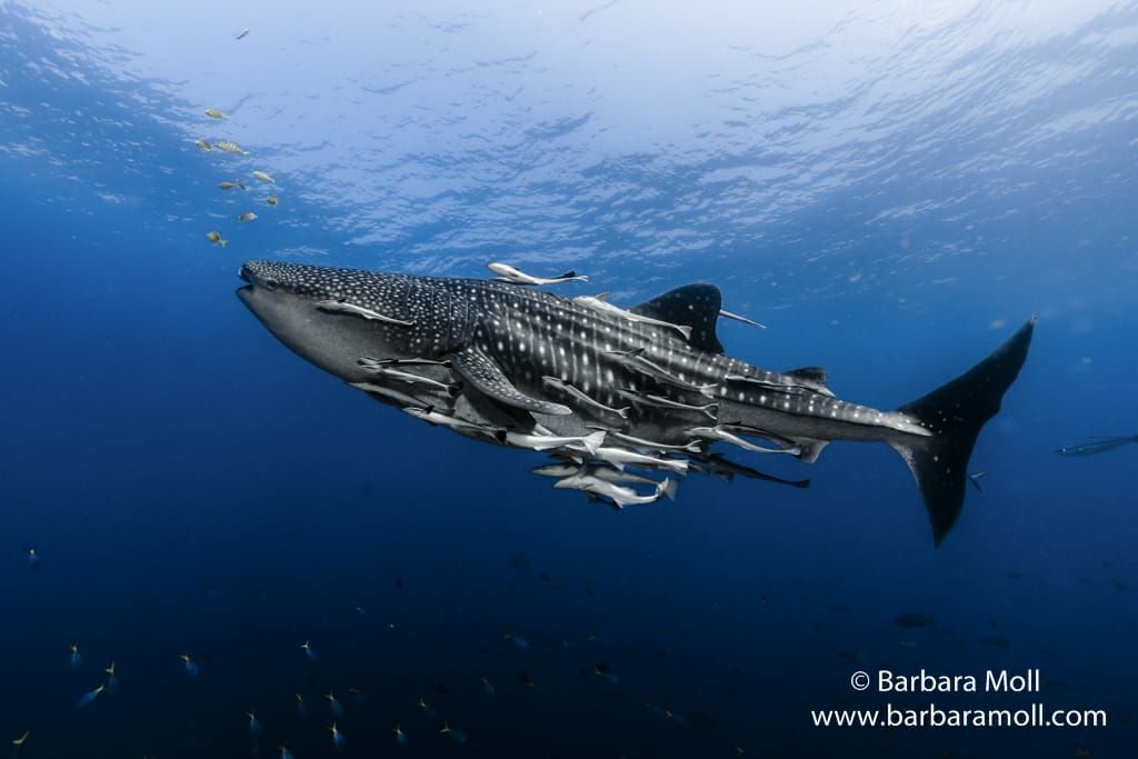 75f2f3c3-f397-4f09-b6ae-21de2f5f748a