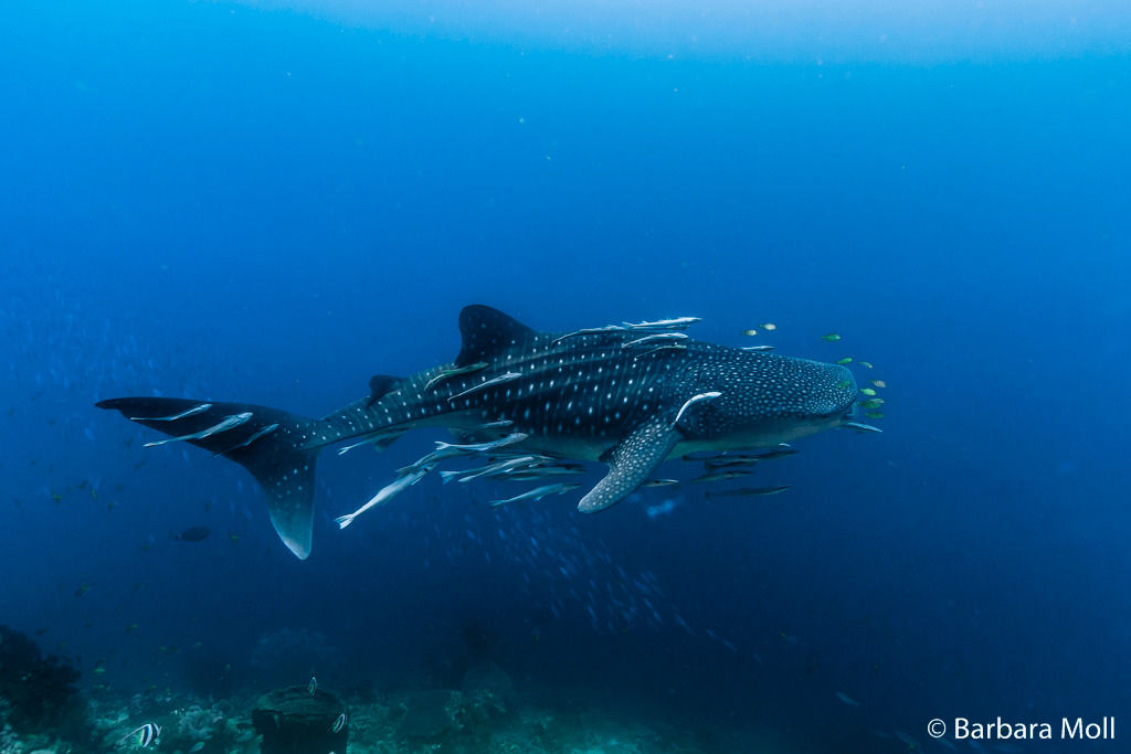 75f2f3c3-f397-4f09-b6ae-21de2f5f748a