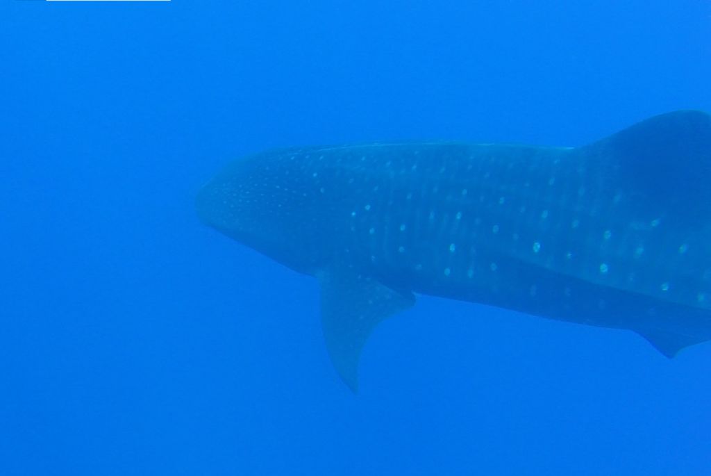 4fe03ea6-fb80-400b-bfb3-11e07c10e11a