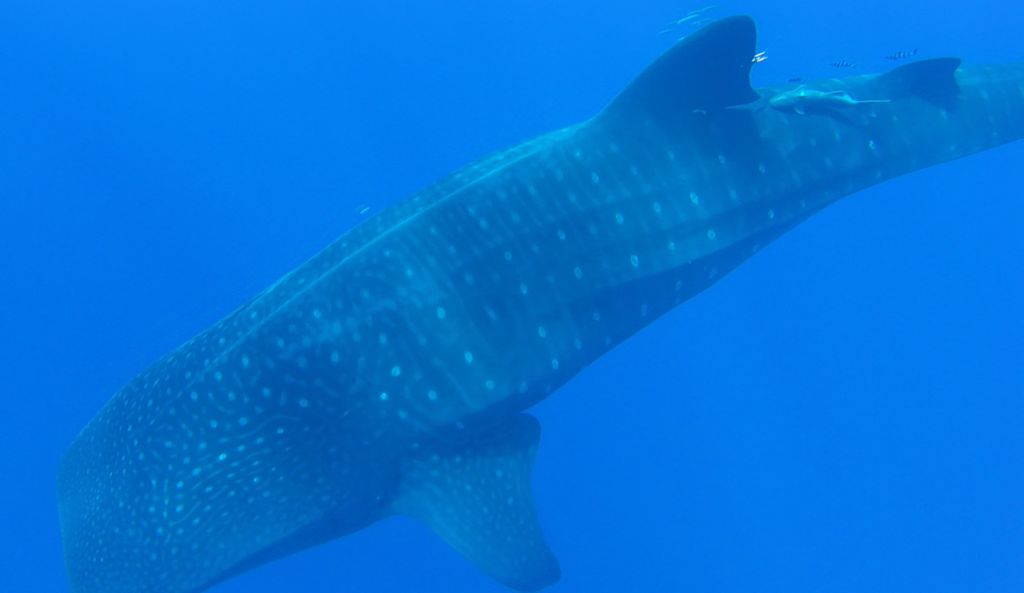 4fe03ea6-fb80-400b-bfb3-11e07c10e11a