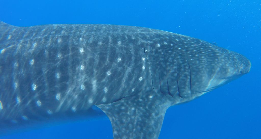 4fe03ea6-fb80-400b-bfb3-11e07c10e11a