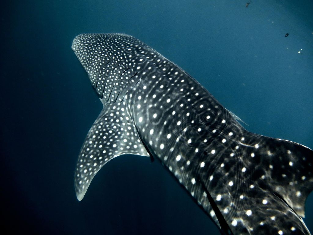 db399e74-bbc7-4f2e-8612-4409d54de7c8