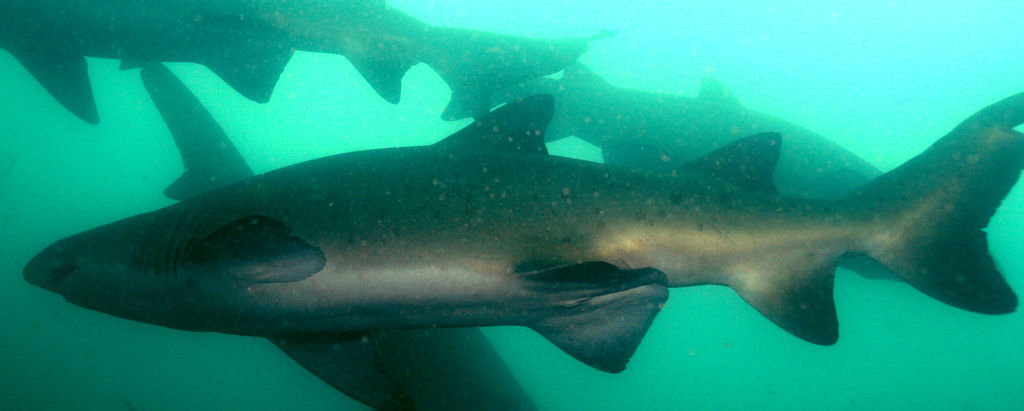 9737cbe0-1d0e-494f-a205-160decc9302e