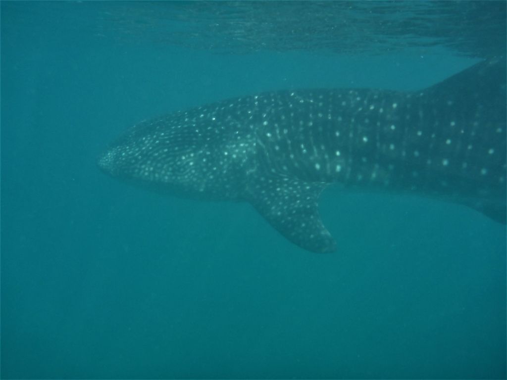 55d54fc1-c88e-4e0a-9b61-fec900d3896d