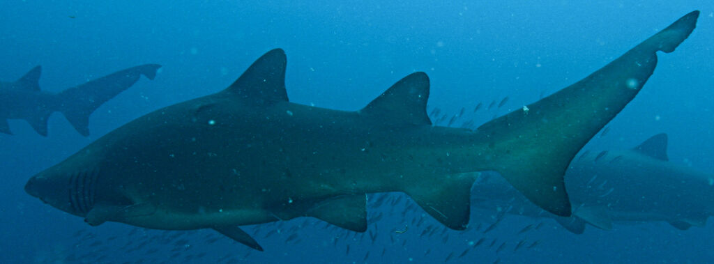 415b0099-8775-4534-a20d-9407d428ca71