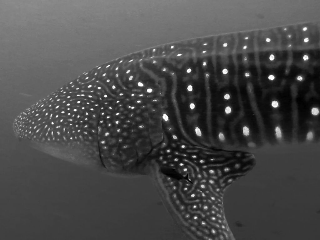 d72f4c71-09e3-4021-b74a-e3a1c6002e16