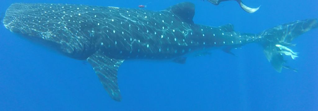 0a62228c-d59f-4f85-a9fb-50ac32cd5310