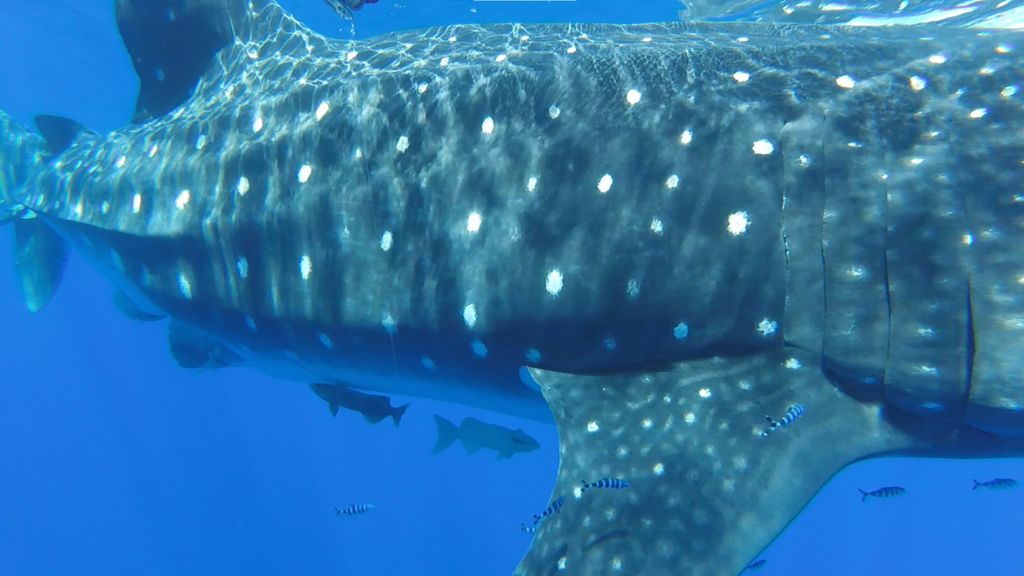 0a62228c-d59f-4f85-a9fb-50ac32cd5310