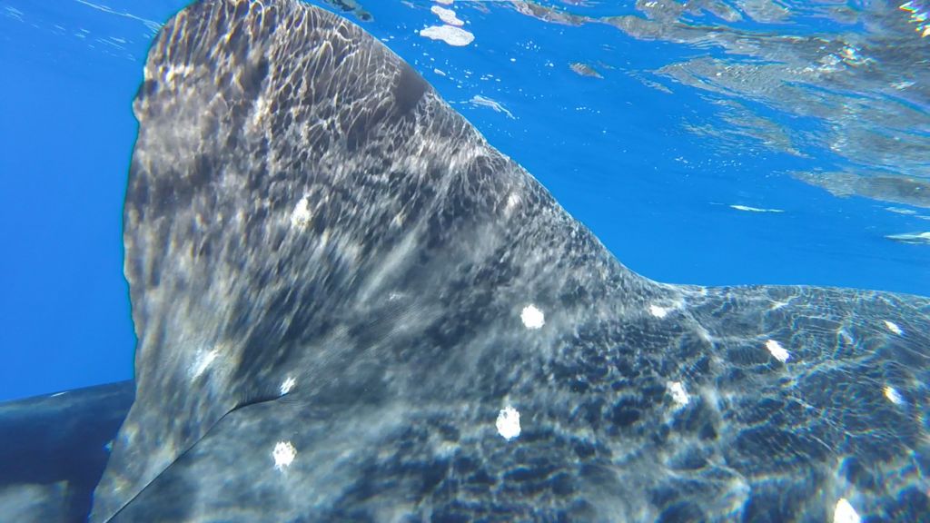 0a62228c-d59f-4f85-a9fb-50ac32cd5310