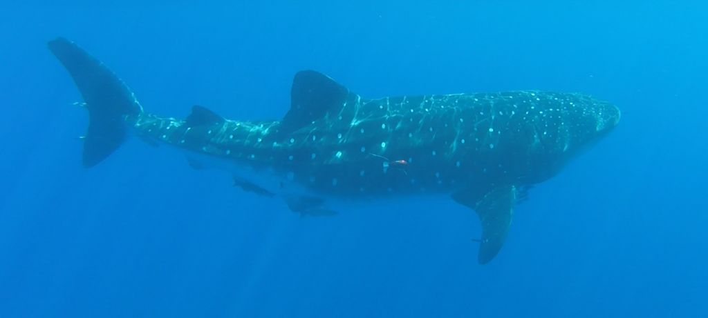 0a62228c-d59f-4f85-a9fb-50ac32cd5310