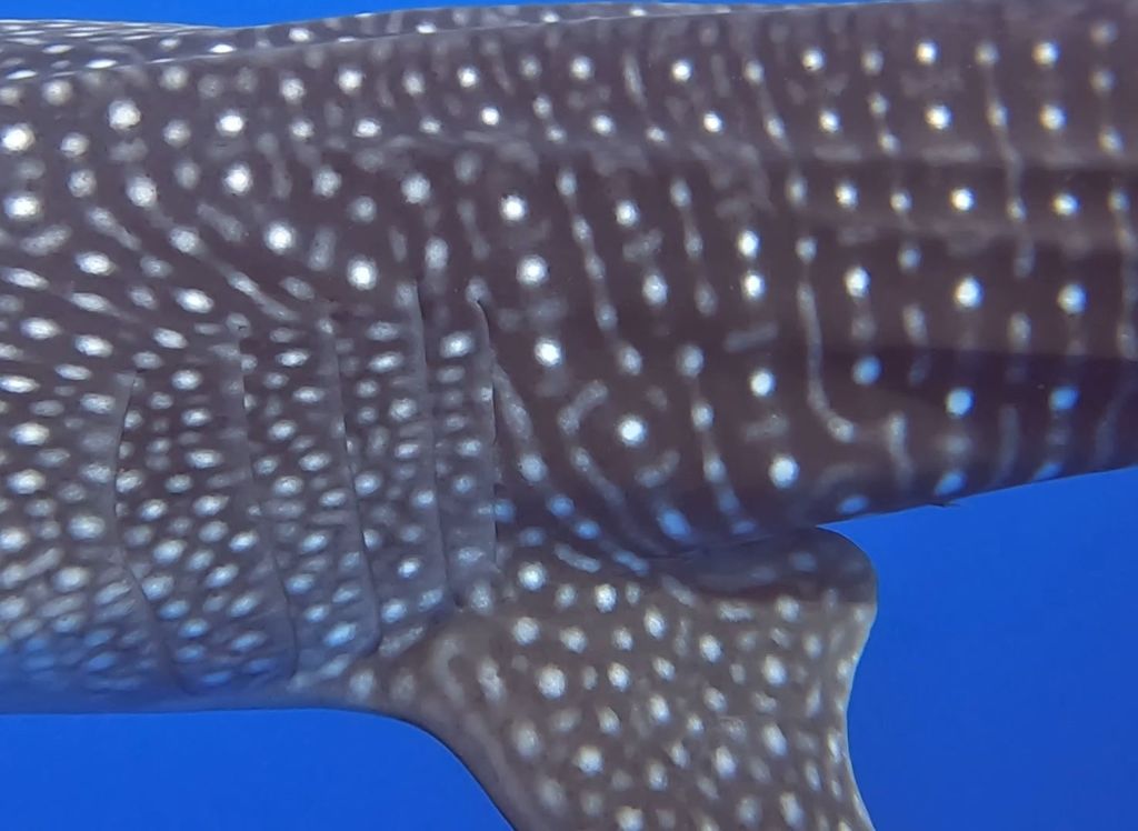 f74708c1-6e1a-43be-b414-1ea2988f215e