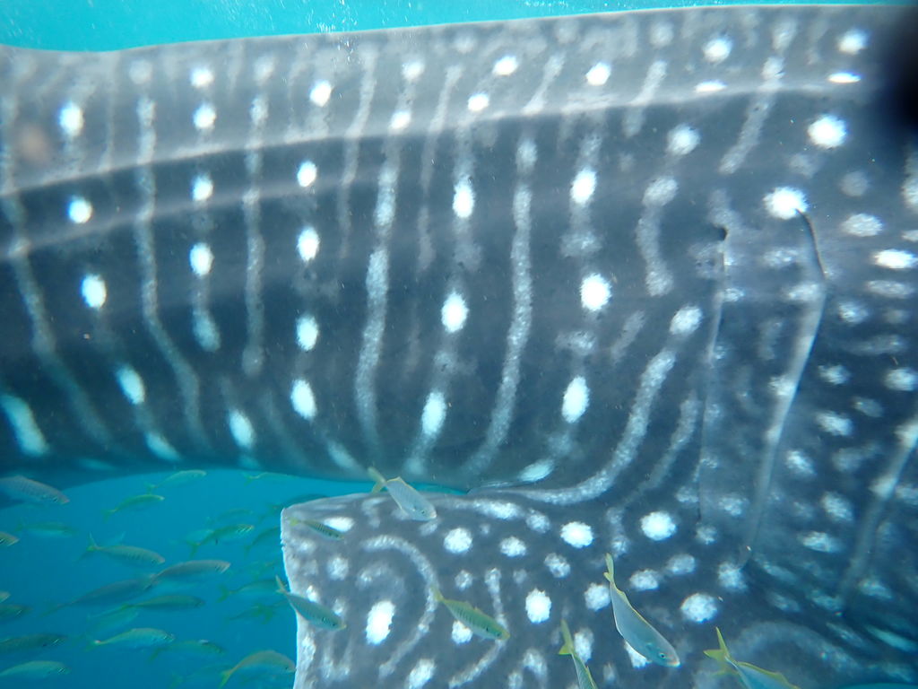 0f7e8c9a-6c88-40a5-9cf4-e49044247080